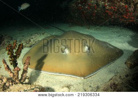 Jenkin's Whipray (Stingray)