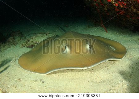 Jenkin's Whipray (Stingray)