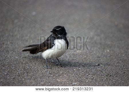 Willie Wagtail, black and white bird standing on road