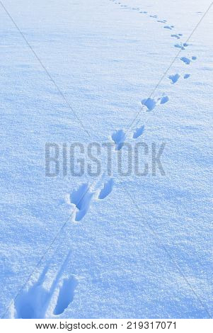 Print foot of anmial on white snow in day time winter season in europe.