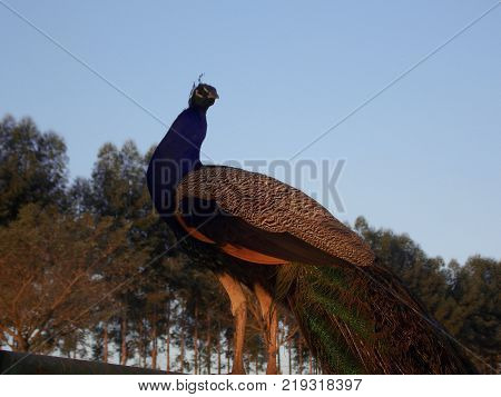 A peacock backlighted by the dusk sun