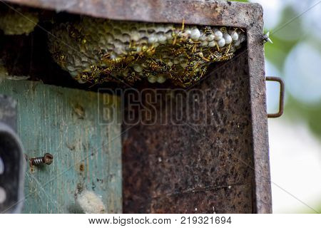 Nest of wasps in the old electrical switchboard. Wasp polist