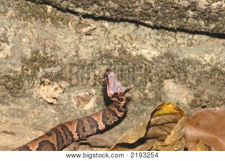 Cottonmouth Display