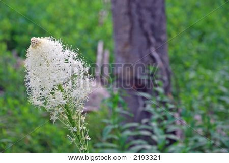White Flower
