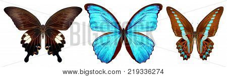 beautiful butterfly isolated on a white background