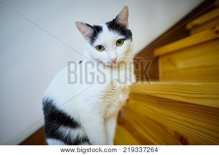 Home white black cat sitting on a wooden stair