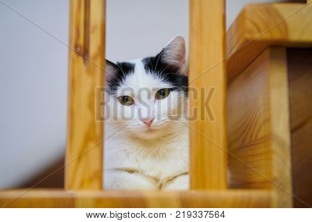 Home white black cat lying on a wooden stair