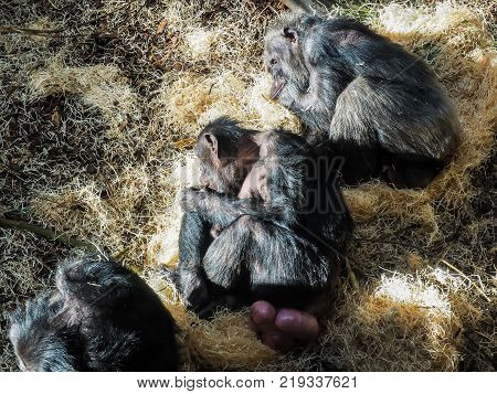 A sleeping chimpanzee asleep in the straw.