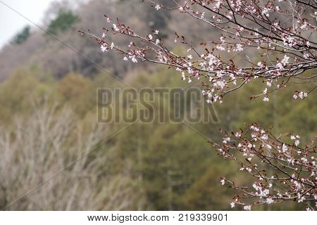 Pale pink small cherry blossoms (Prunus incisa) in front of forest in Nikko