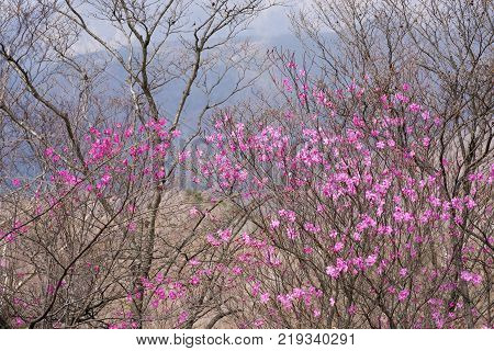 Pale red azalea blossoms (Rhododendron pentaphyllum) in front of trees no leaves yet