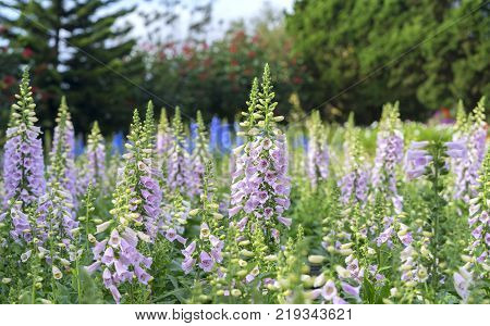 Digitalis or foxglove with mauve flowers with purple spots. Amazing flower background at festival in spring colorful bloom, beautiful blossom on branch of tree