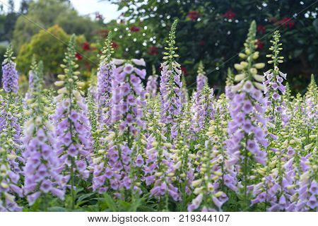 Digitalis or foxglove with mauve flowers with purple spots. Amazing flower background at festival in spring colorful bloom, beautiful blossom on branch of tree