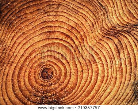 abstract nature background annular rings on spruce wood