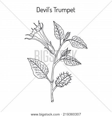Devil trumpet Datura metel , medicinal plant. Hand drawn botanical vector illustration