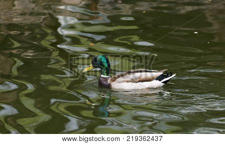 Birds and animals in wildlife. Amazing mallard duck swims in lake or river with blue water under sunlight landscape. Closeup perspective of funny duck.