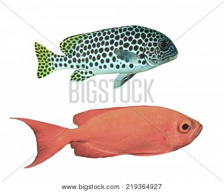Reef fish isolated. Andaman Sweetlips and Crescent-tail Bigeye fish