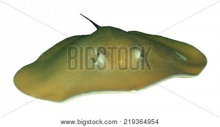 Stingray isolated on white background. Jenkin's Whipray ray