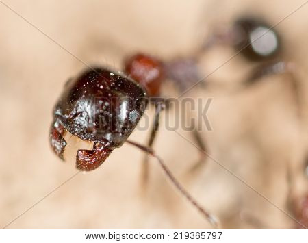 ant in nature. macro . In the park in nature