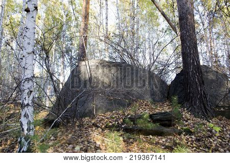 Forest in the mountains on a sunny day. Close-up. Southern Urals