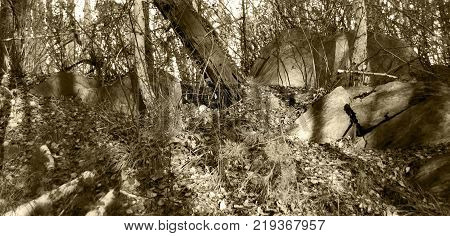 Forest in the mountains on a sunny day. Close up. Southern Urals