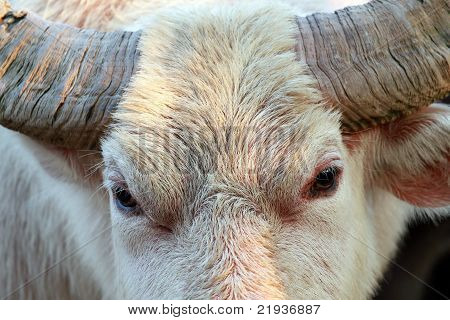Buffalo