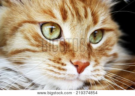 Fluffy ginger cat close-up. Red domestic kitten. Horizontal.