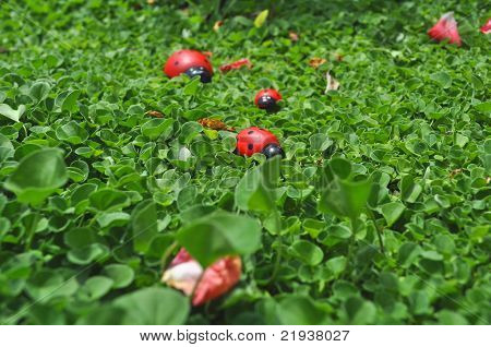 Famiglia di coccinelle