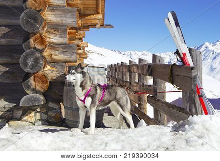 Siberian Husky Resting On The Snow Near Wooden House.