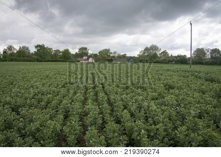 A crop of broad bean plants in flower growing in rows in a field with a pink cottage in the background