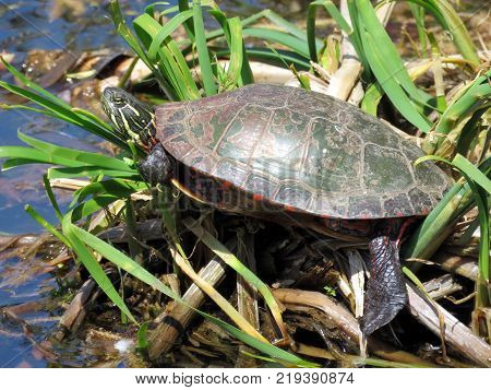 Painted Turtle on the Oakbank Pond in Thornhill Canada May 23 2016