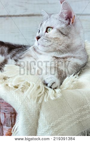 Grey brittish cat laying in basket over white wooden background