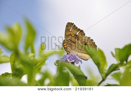 Schmetterling auf Blume