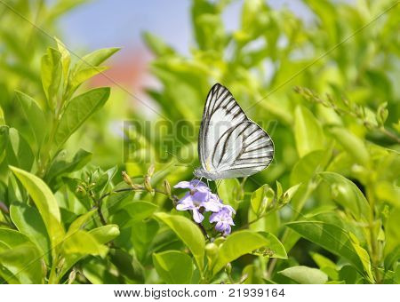 Schmetterling auf Blume