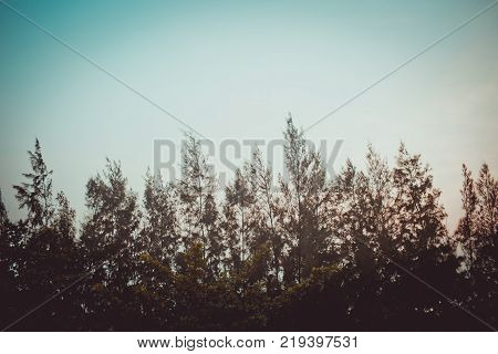 Dark silhouettes of palm trees and amazing cloudy sky on sunset at tropical island in Indian Ocean. Coconut Tree with Beautiful and romantic sunset.