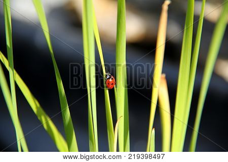 Macro / Insect / Ladybug creeps on a plant
Macro