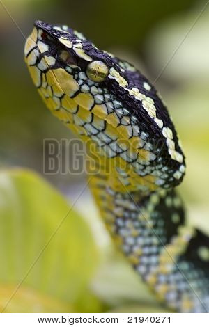 วัดไวเปอร์ (Tropidolaemus wagleri)