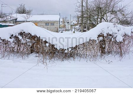 The fence from the grid is overgrown with vegetation under a snowdrift