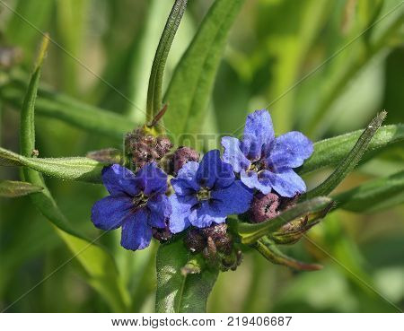 Purple Gromwell