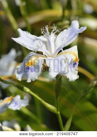 Purple Gromwell