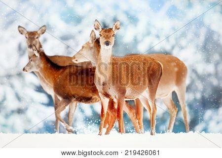 A group of beautiful female deer in the background of a snowy white forest. Noble deer (Cervus elaphus). Artistic Christmas winter image. Snowing.