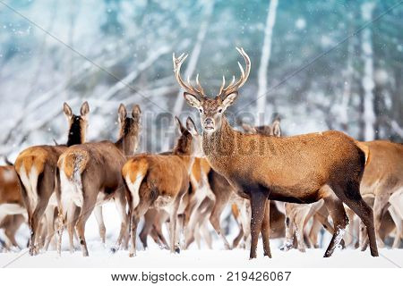 A group of beautiful female deer in the background of a snowy white forest. Noble deer (Cervus elaphus). Artistic Christmas winter image. Snowing.