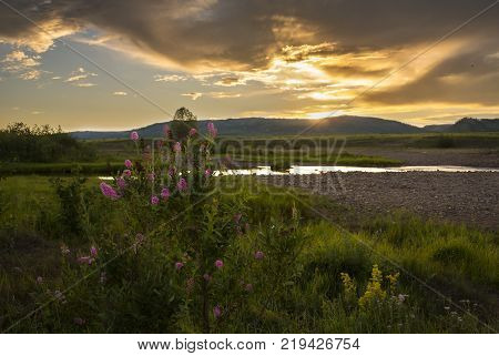 Flowers on the field during sunrise. Beautiful natural landscape in the summer time