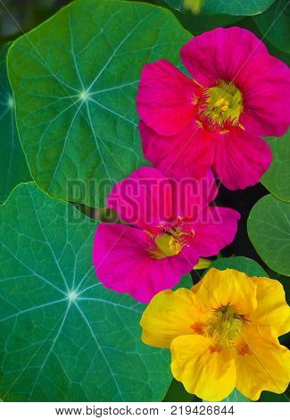 nasturtium. Nasturtium flowers. Nasturtium edible flower. background