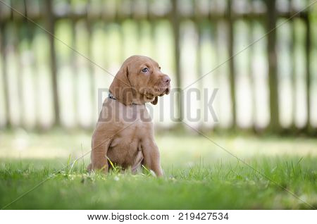 5 week old puppies of vizsla hound dog