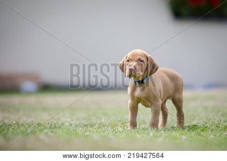 5 week old puppies of vizsla hound dog