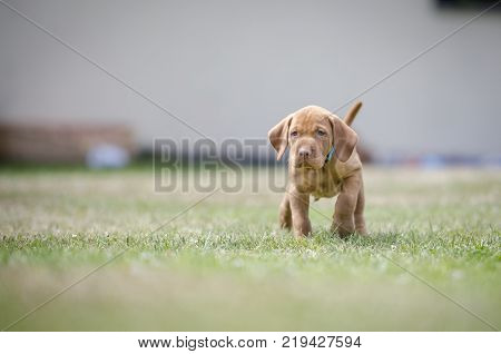 5 week old puppies of vizsla hound dog