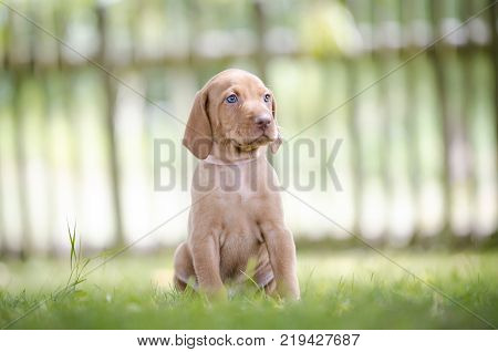 5 week old puppies of vizsla hound dog
