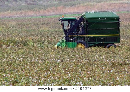 Cotton Field In Nordgriechenland