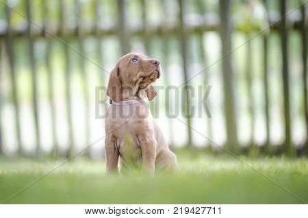 5 week old puppies of vizsla hound dog