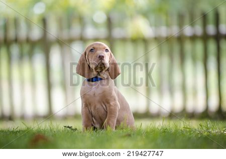 5 week old puppies of vizsla hound dog